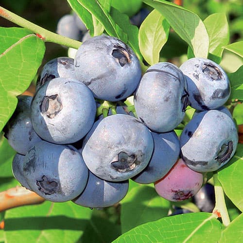 Голубика Чандлер изображение 1 артикул 9299