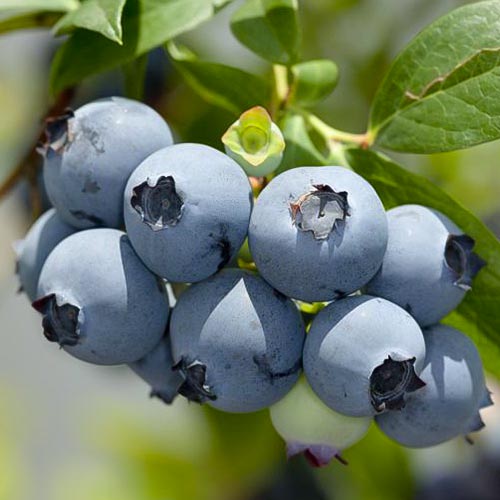 Голубика Ханна Чойс изображение 1 артикул 4690