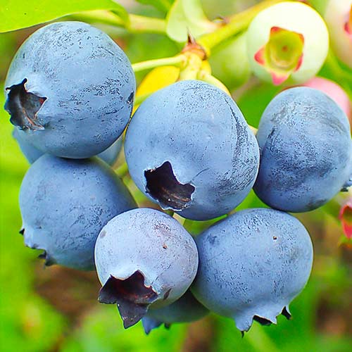 Голубика Хардиблю артикул фото 1 Голубика Хардиблю изображение 1 артикул 5733