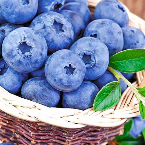 Голубика Латеблю артикул фото 1 Голубика Латеблю изображение 1 артикул 9217