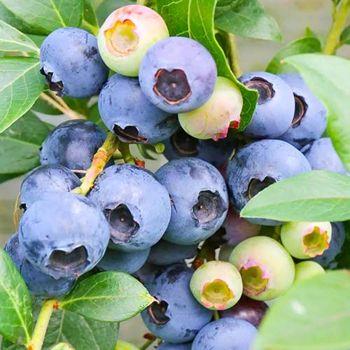 Голубика Либерти артикул фото 1 Голубика Либерти изображение 1 артикул 5729