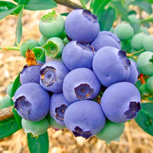 Голубика Норд Блю изображение 1 артикул 9215