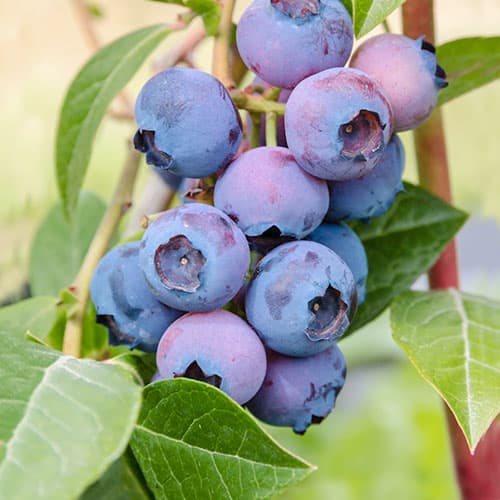 Голубика Патриот изображение 1 артикул 9296