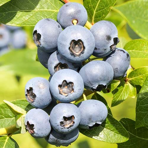 Голубика Река изображение 1 артикул 9326