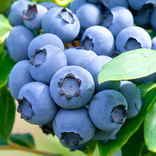 Голубика Санрайз артикул фото 1 Голубика Санрайз изображение 1 артикул 5731