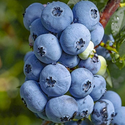 Голубика Сиерра изображение 1 артикул 4694