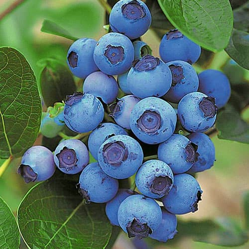 Голубика Спартан артикул фото 1 Голубика Спартан изображение 1 артикул 9297