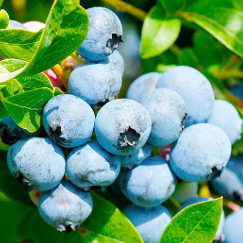 Голубика Свитхарт артикул фото 1 Голубика Свитхарт изображение 1 артикул 5732