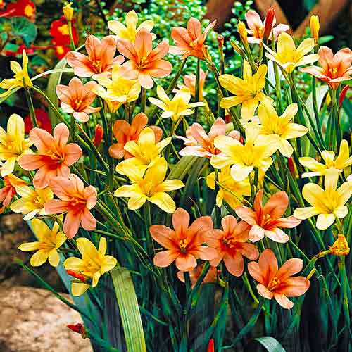 Гомерия, микс артикул фото 1 Гомерия, микс изображение 1 артикул 76459