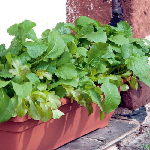 Горчица листовая Прима изображение 1 артикул 65267