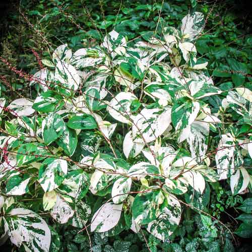 Горец японский Вариегата Компакта изображение 1 артикул 68657