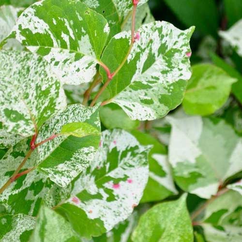 Горец японский Вариегата Компакта изображение 2 артикул 68657