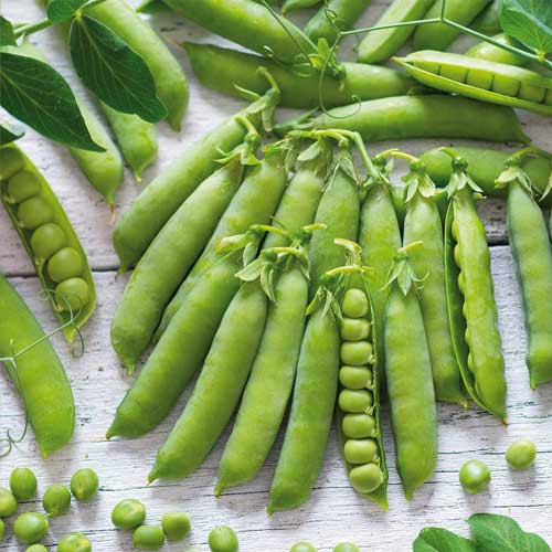 Горох Алтайский изумруд изображение 1 артикул 65374