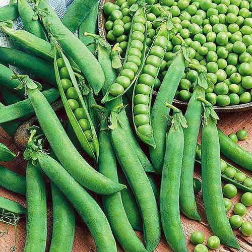 Горох Атлант Седек артикул фото 1 Горох Атлант Седек изображение 1 артикул 84870