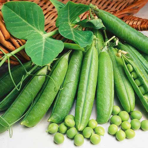 Горох Детский сахарный артикул фото 1 Горох Детский сахарный изображение 1 артикул 71797