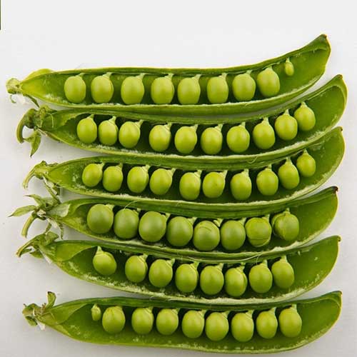 Горох Лето Русский огород НК артикул фото 1 Горох Лето Русский огород НК изображение 1 артикул 82758