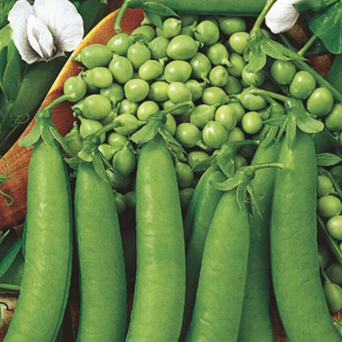 Горох Медовые бусы Premium Seeds изображение 1 артикул 83738