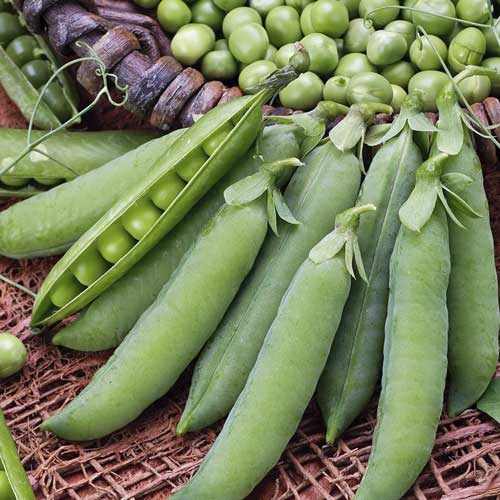 Горох Метеор Седек изображение 1 артикул 84873