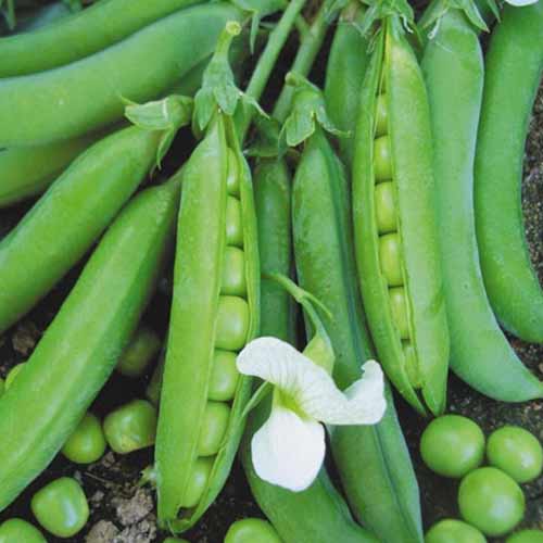 Горох московский деликатес Русский огород НК изображение 1 артикул 84993