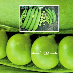 Горох РР, семена изображение 1 артикул 7700