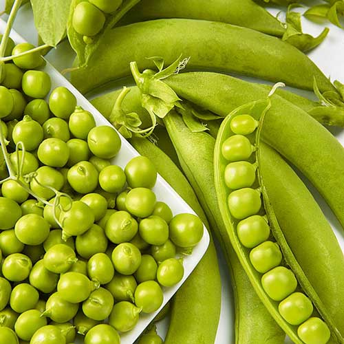 Горох Русский гигант артикул фото 1 Горох Русский гигант изображение 1 артикул 66611