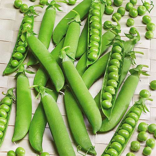 Горох Сахарный малолистный Уральский дачник артикул фото 1 Горох Сахарный малолистный Уральский дачник изображение 1 артикул 74155