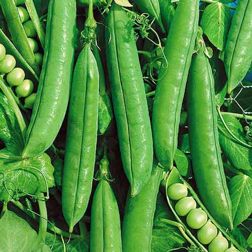 Горох Сибирский гигант артикул фото 1 Горох Сибирский гигант изображение 1 артикул 71739