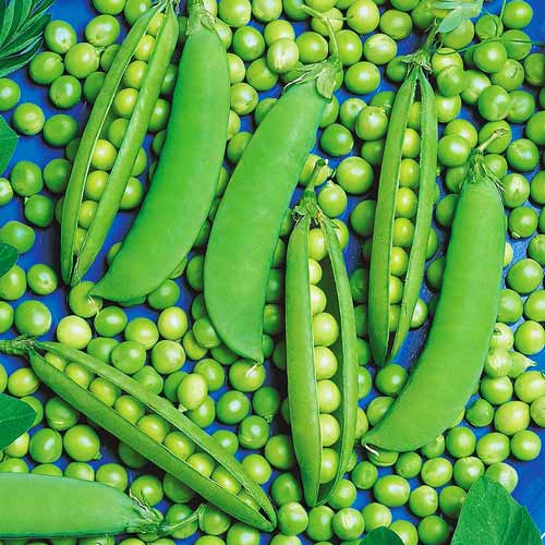 Горох Сладкий гигант артикул фото 1 Горох Сладкий гигант изображение 1 артикул 71740