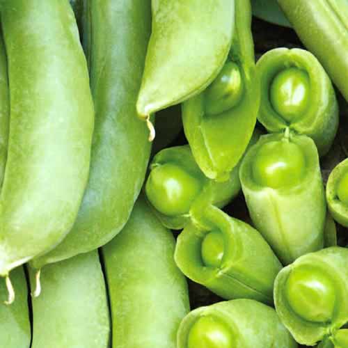 Горох спаржевый Суперсахарный Русский огород НК изображение 1 артикул 65326