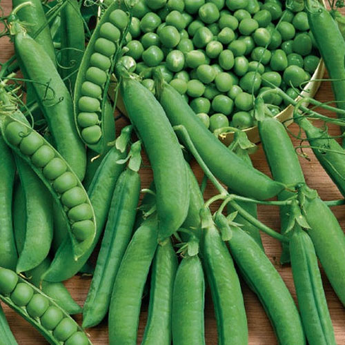 Горох Усатый барин Premium Seeds изображение 1 артикул 83737