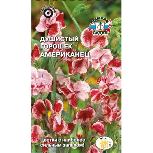Горошек душистый Американец Седек изображение 1 артикул 93761