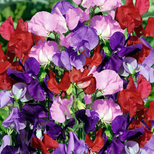 Горошек душистый Царский, смесь окрасок изображение 1 артикул 9816_1