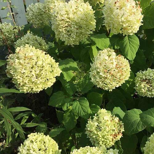 Гортензия древовидная Голден Анабель изображение 1 артикул 01031