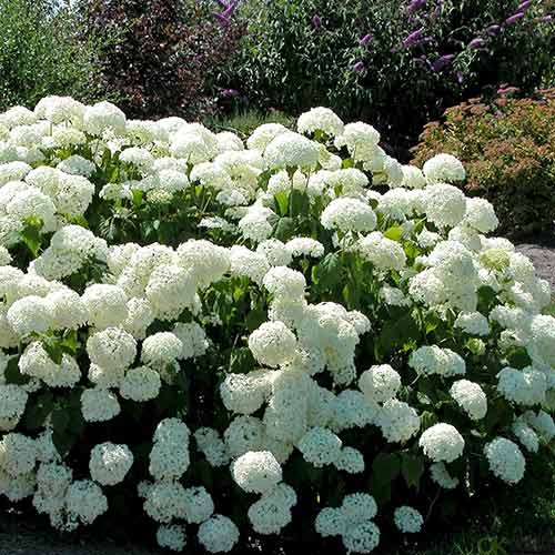 Гортензия древовидная Грандифлора изображение 1 артикул 01032