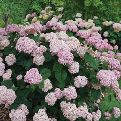 Гортензия древовидная Кандибел Баблгам артикул фото 1 Гортензия древовидная Кандибел Баблгам изображение 1 артикул 01029