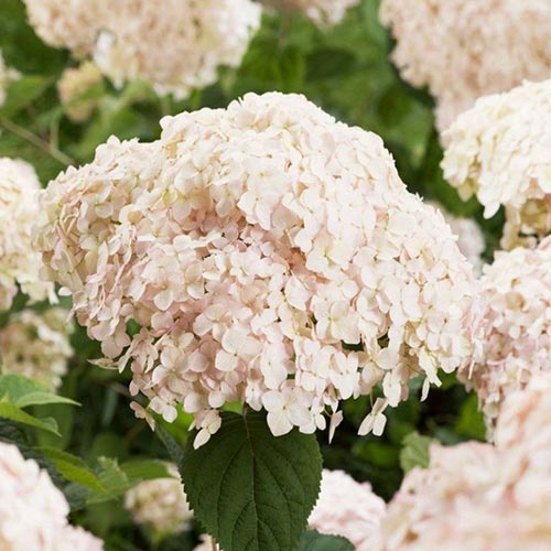 Гортензия древовидная Кандибел Маршмеллоу артикул фото 1 Гортензия древовидная Кандибел Маршмеллоу изображение 1 артикул 01030
