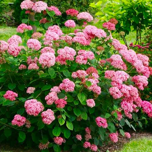 Гортензия древовидная Пинк Аннабель изображение 1 артикул 1566
