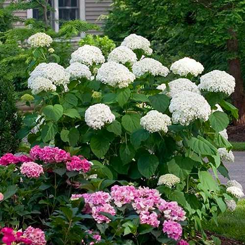 Гортензия древовидная Стронг Аннабель изображение 1 артикул 1565