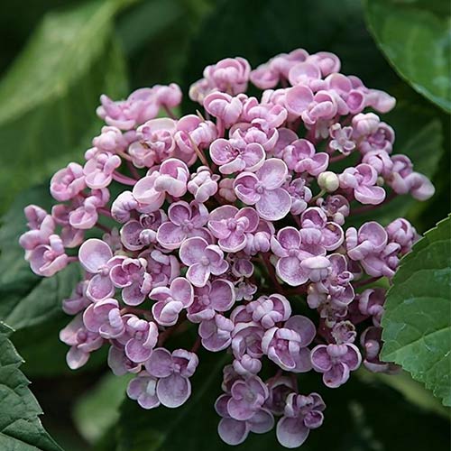 Гортензия крупнолистная Аиша изображение 1 артикул 01036