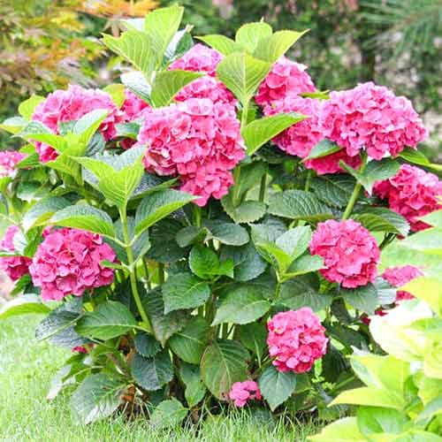 Гортензия крупнолистная Альпенглюхен изображение 1 артикул 01037