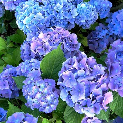 Гортензия крупнолистная Бенелюкс изображение 1 артикул 01038