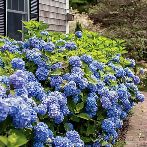 Гортензия крупнолистная Бесконечное лето изображение 1 артикул 9125