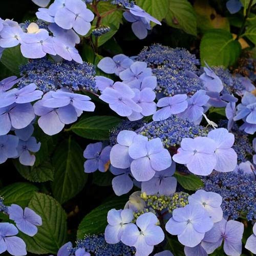 Гортензия крупнолистная Блю Вейв изображение 1 артикул 01040