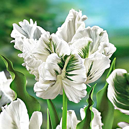 Тюльпан попугайный Уайт Пэррот изображение 1 артикул 67849