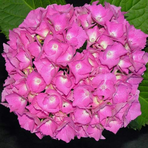 Гортензия крупнолистная Европа изображение 1 артикул 01043