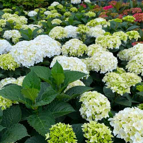 Гортензия крупнолистная Флоренция изображение 1 артикул 1573