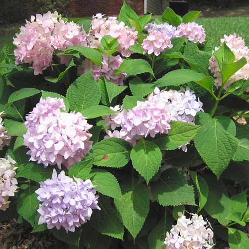 Гортензия крупнолистная Флория изображение 1 артикул 1574