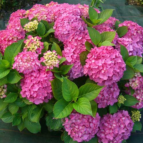 Гортензия крупнолистная Фриденштейн изображение 1 артикул 01059