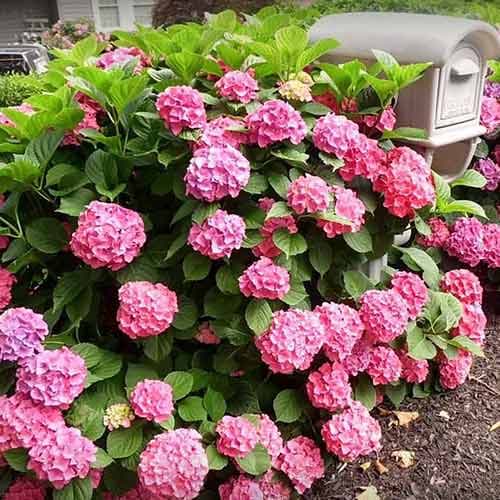 Гортензия крупнолистная Фройденштайн изображение 1 артикул 4051