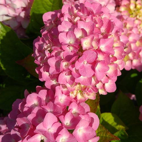 Гортензия крупнолистная Гертруда Глан изображение 1 артикул 01041